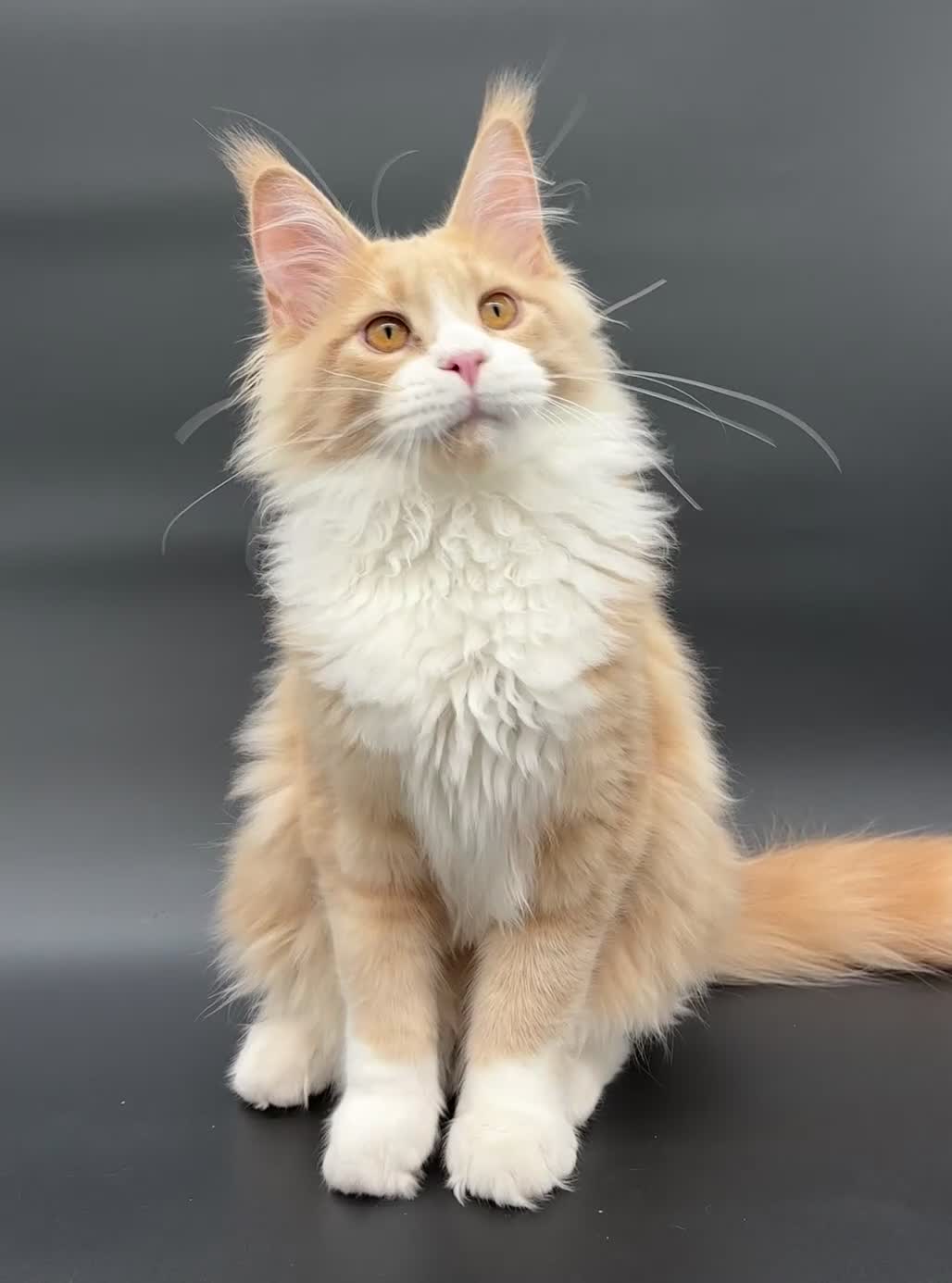 Maine Coon cats for sale: Beautiful Maine Coon Kitten - Champion Lines - Video 2