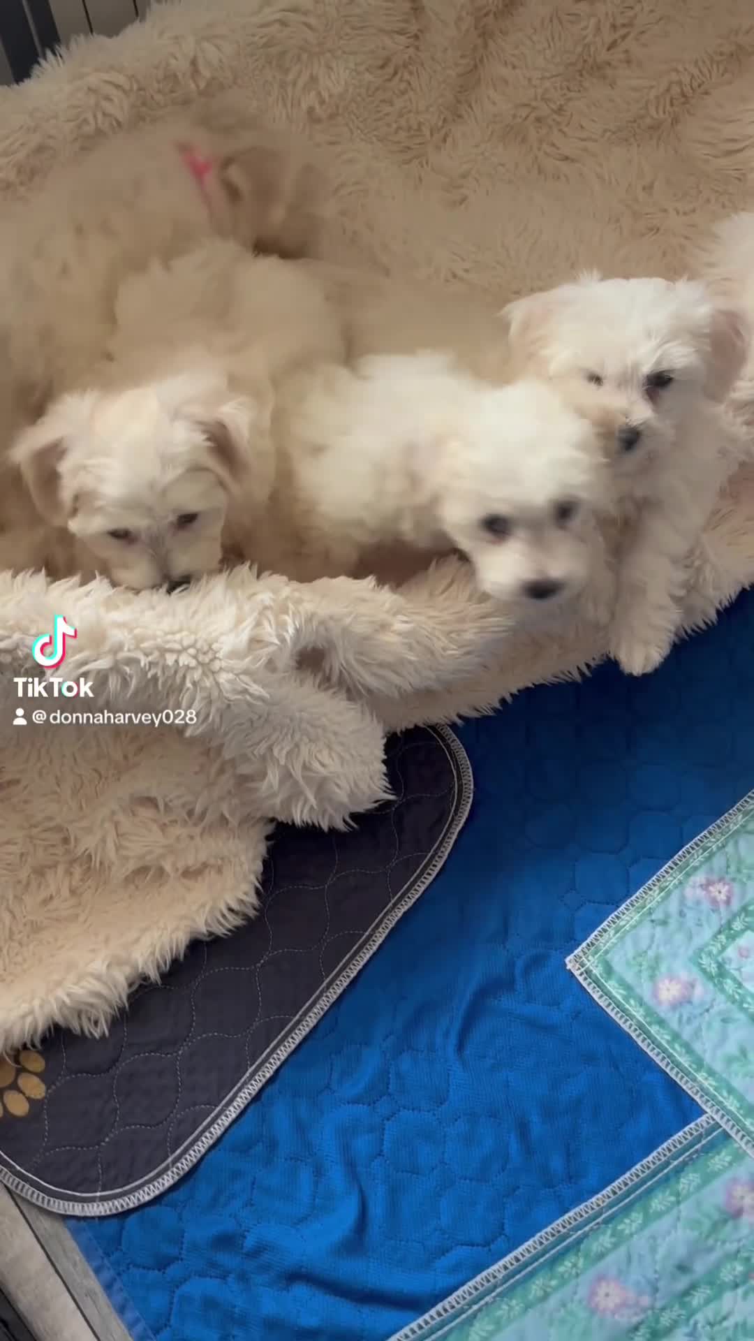 Mixed Breed dogs for sale: Last girl 🩷 coton de Tular x Maltese  - Video 2