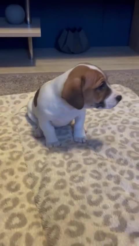 Mixed Breed dogs for sale: Jackastaff last boy  - Video 1