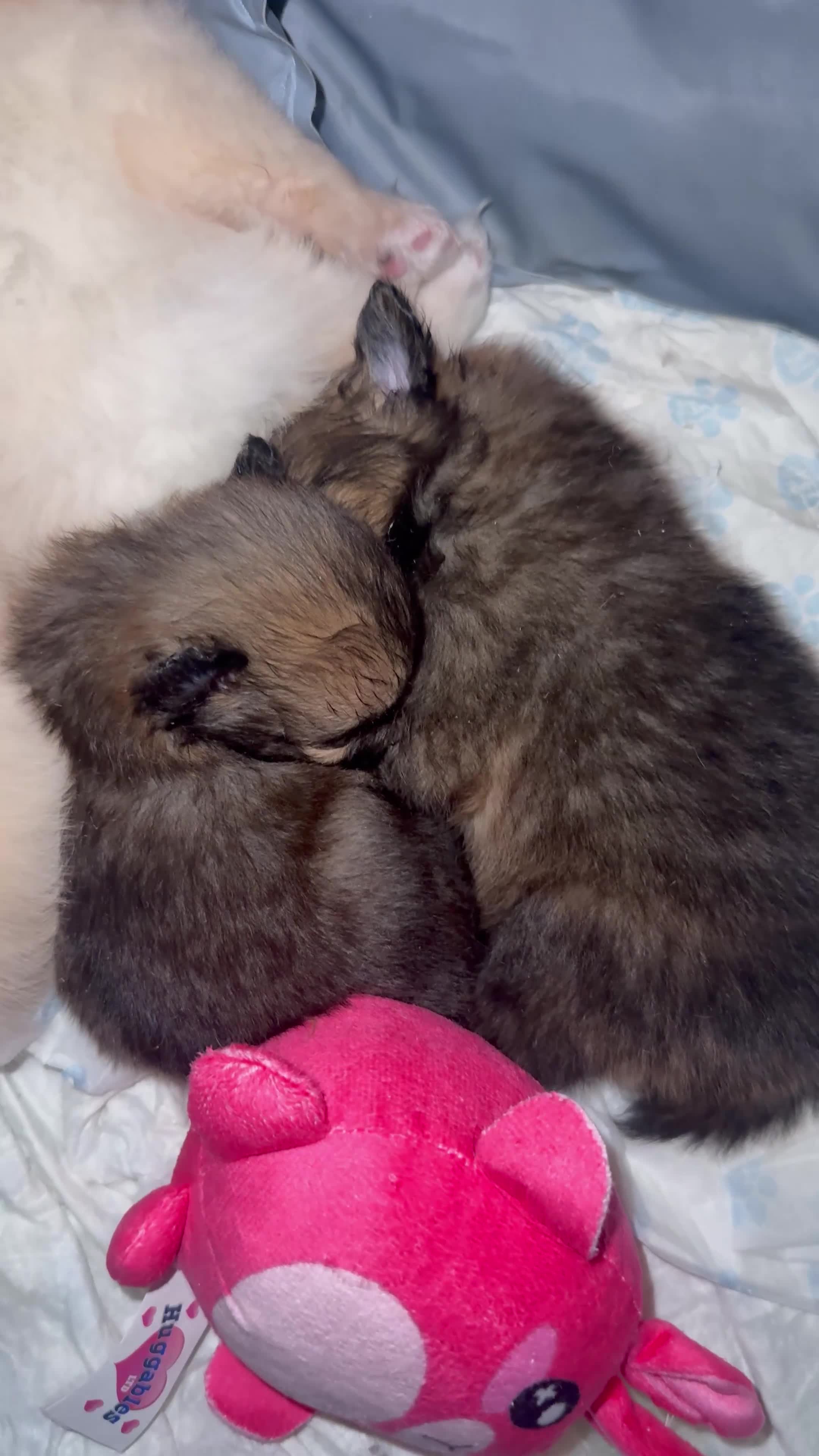 Pomeranian dogs for sale: 3 Beautiful Pomeranian Puppies – All Girls 🐾 - Video 2