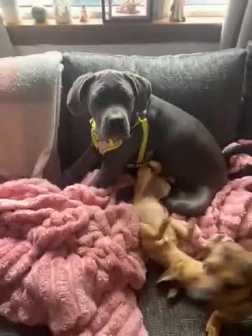 Cane Corso dogs for sale: Cane Corso  in Livingston - Video 1