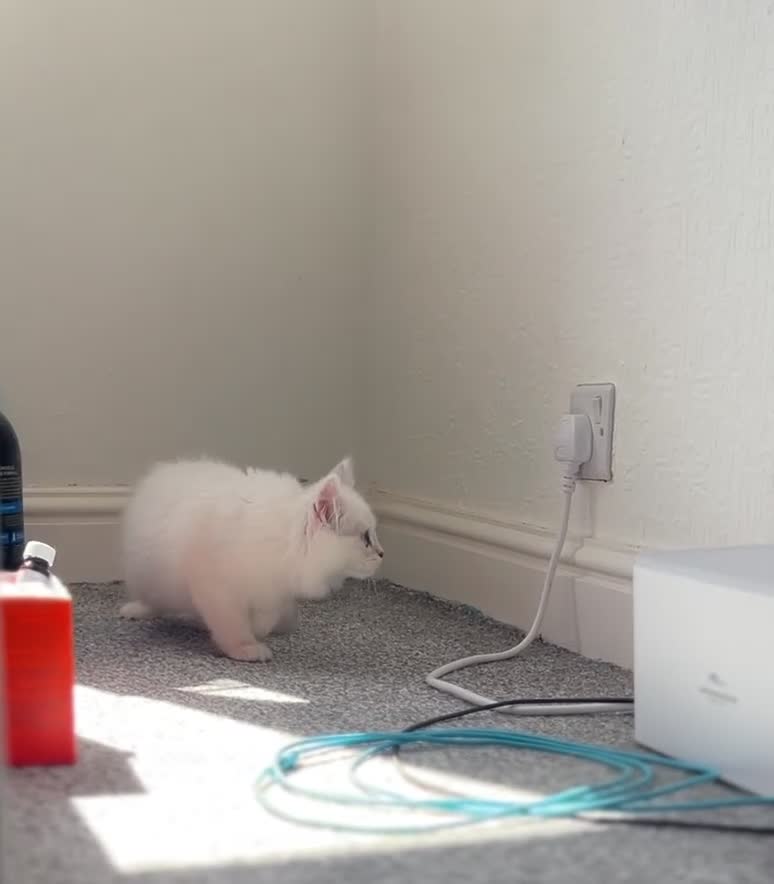British Shorthair cats for sale: 🐾 TICA Reg BLH / BSH Kittens  🐾 - Video 1