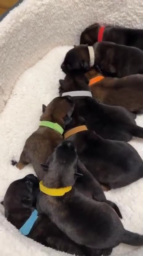 Belgian Shepherd Dog dogs for sale: Champion lines Dutch herder / Malinois puppies  - Video 1