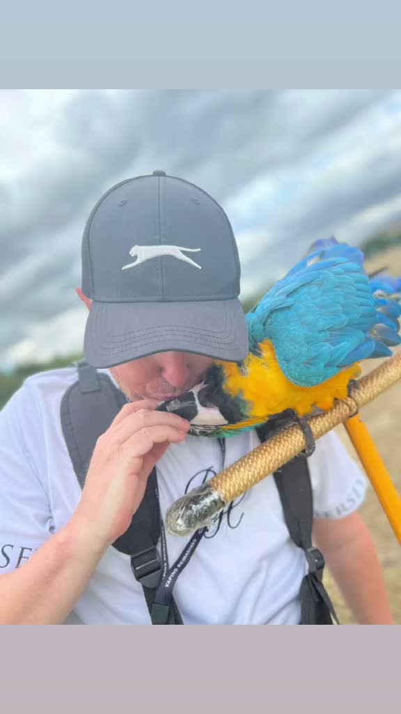 Macaws birds for sale: 6 year old blue and gold macaw  - Video 3