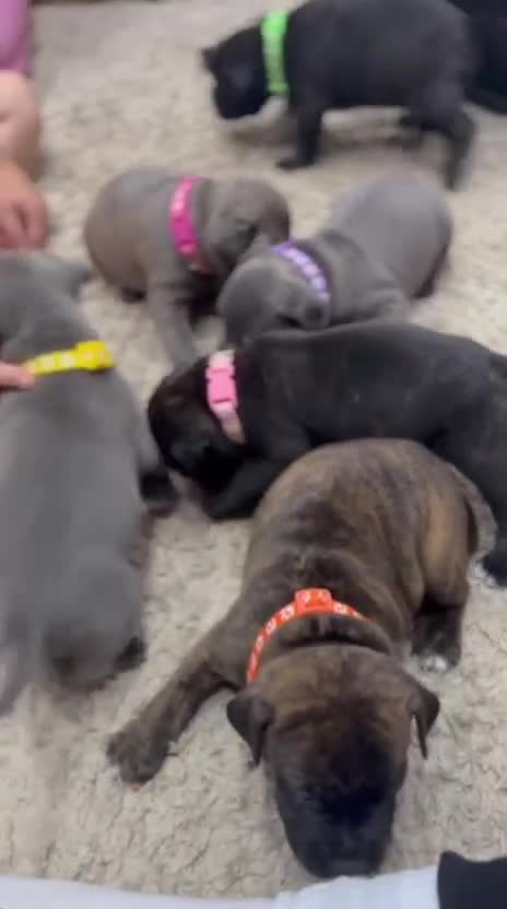 Staffordshire Bull Terrier dogs for sale: 🏅🏆 CHAMPION PLAY BOY BLUE&BLACK STAFFY PUPS - Video 4