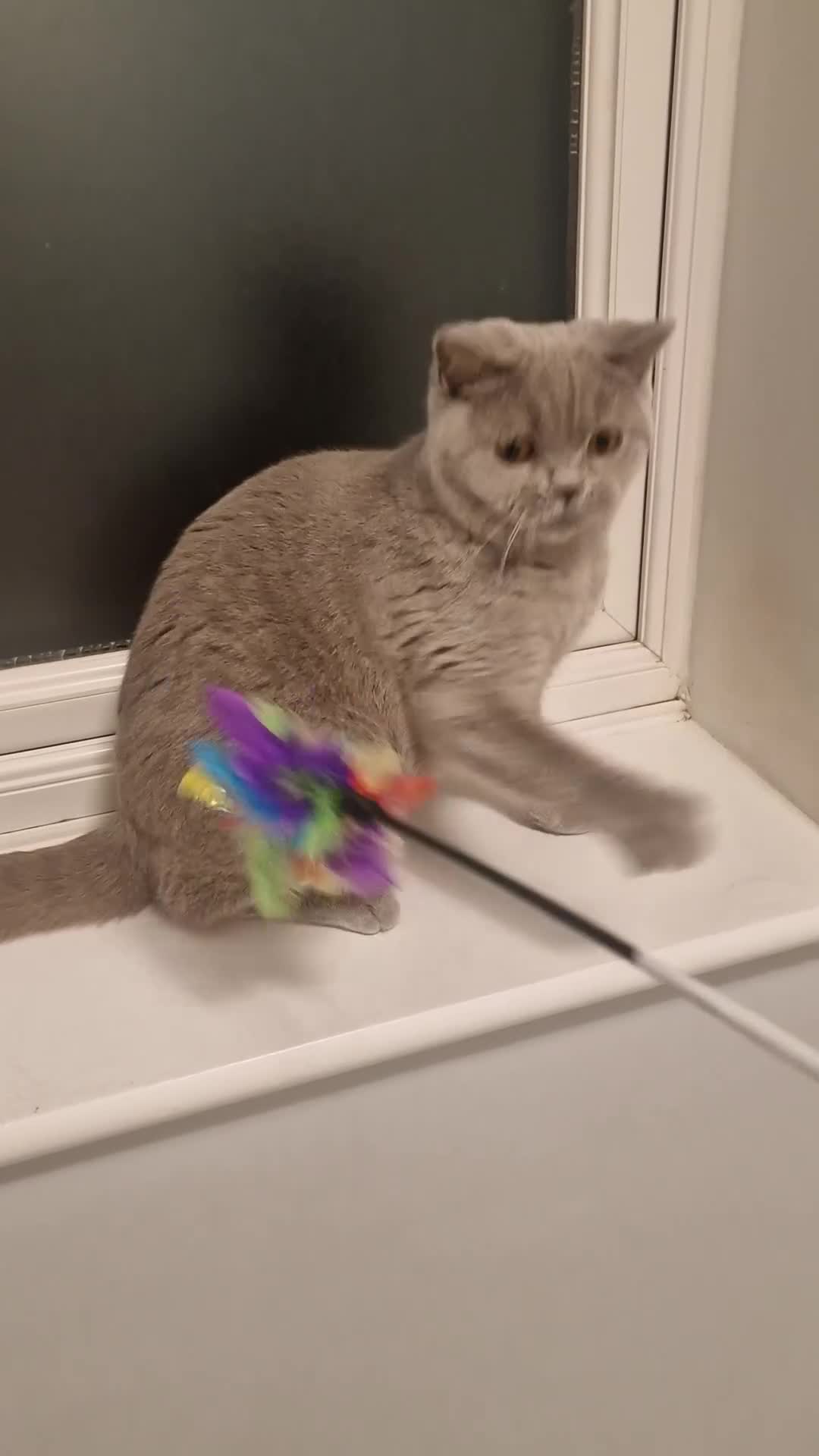 British Shorthair cats for sale: Amasing girls British Shorthair Lilac.  - Video 1