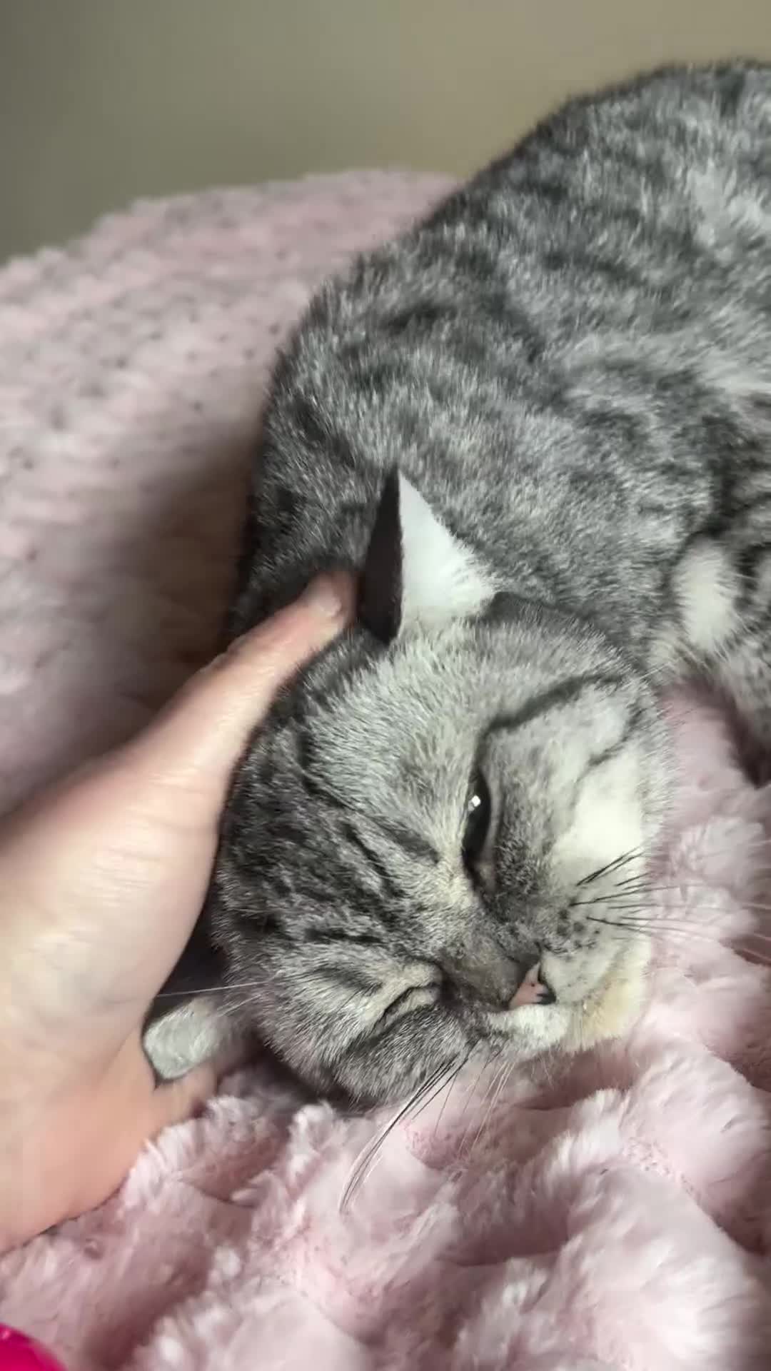 Mixed Breed cats for sale: British Short Hair Cross Kittens  - Video 1