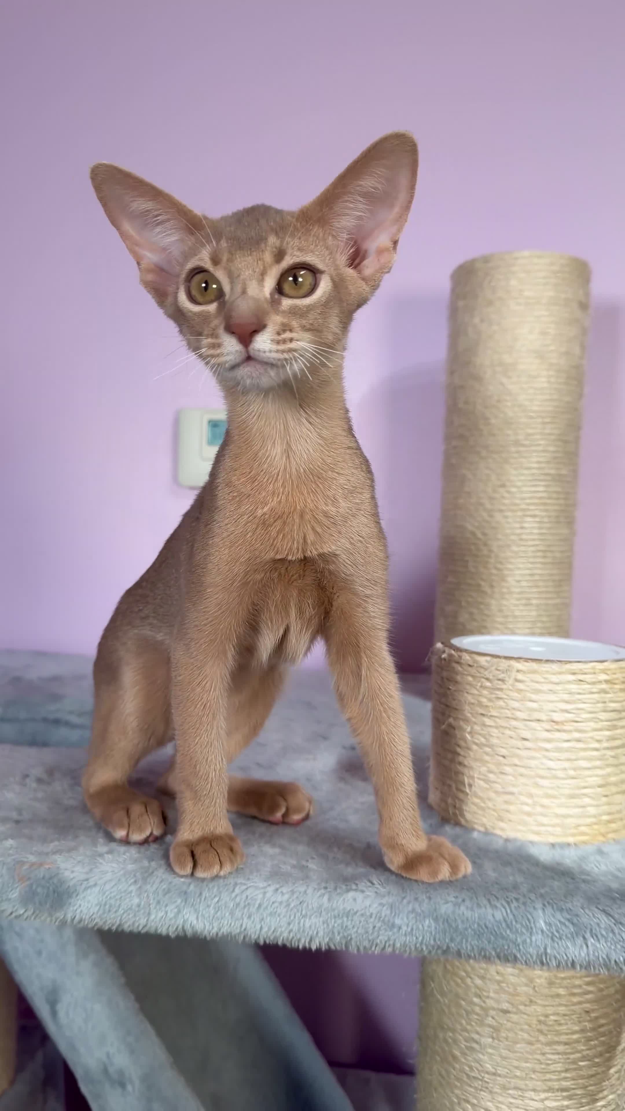 Abyssinian cats for sale: Beautiful Fawn Abyssinian Girl 🤍❤️ GCCF  - Video 1