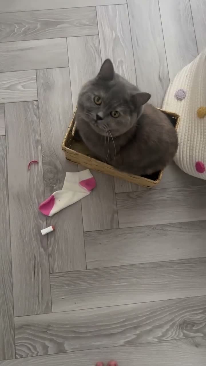 British Shorthair cats for sale: GCCF Registered British Shorthair  - Video 1
