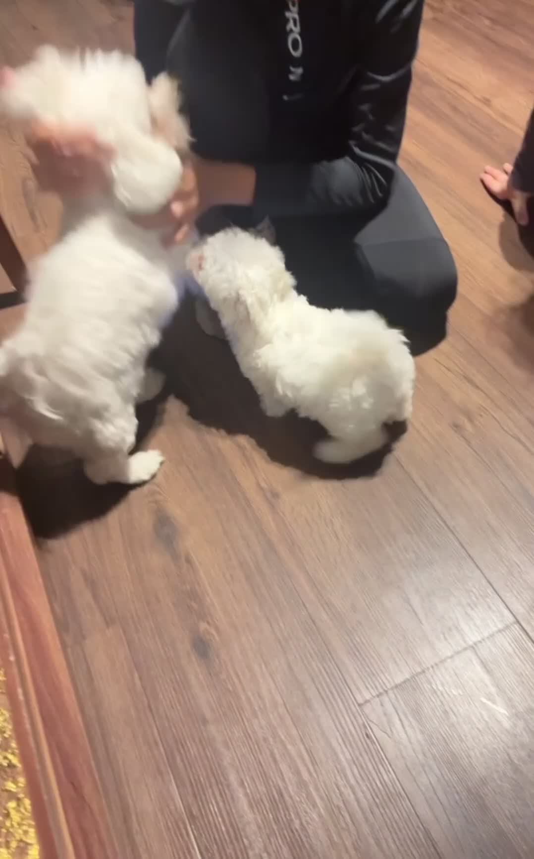 Maltese dogs for sale: Adorable Maltese female puppy - Video 2