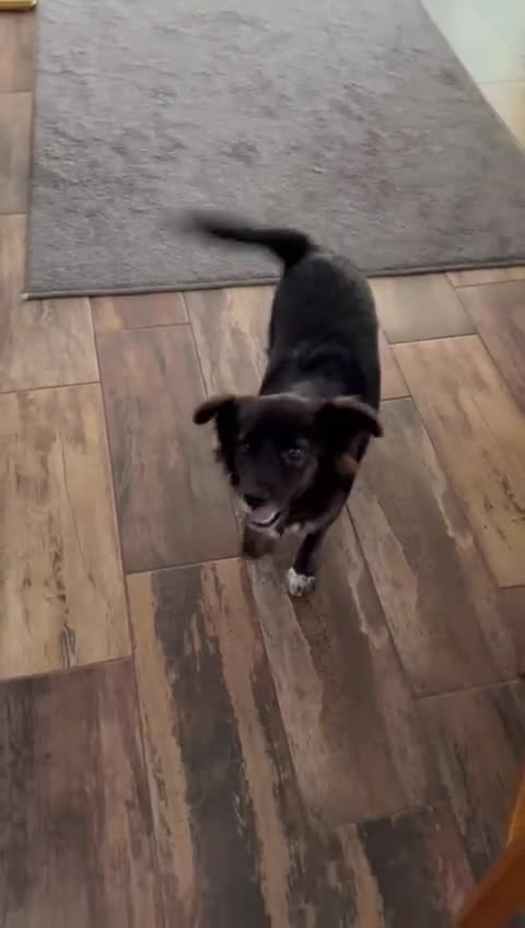 Mixed Breed dogs for adoption: Cute Briggie looking for LOVE - Video 2