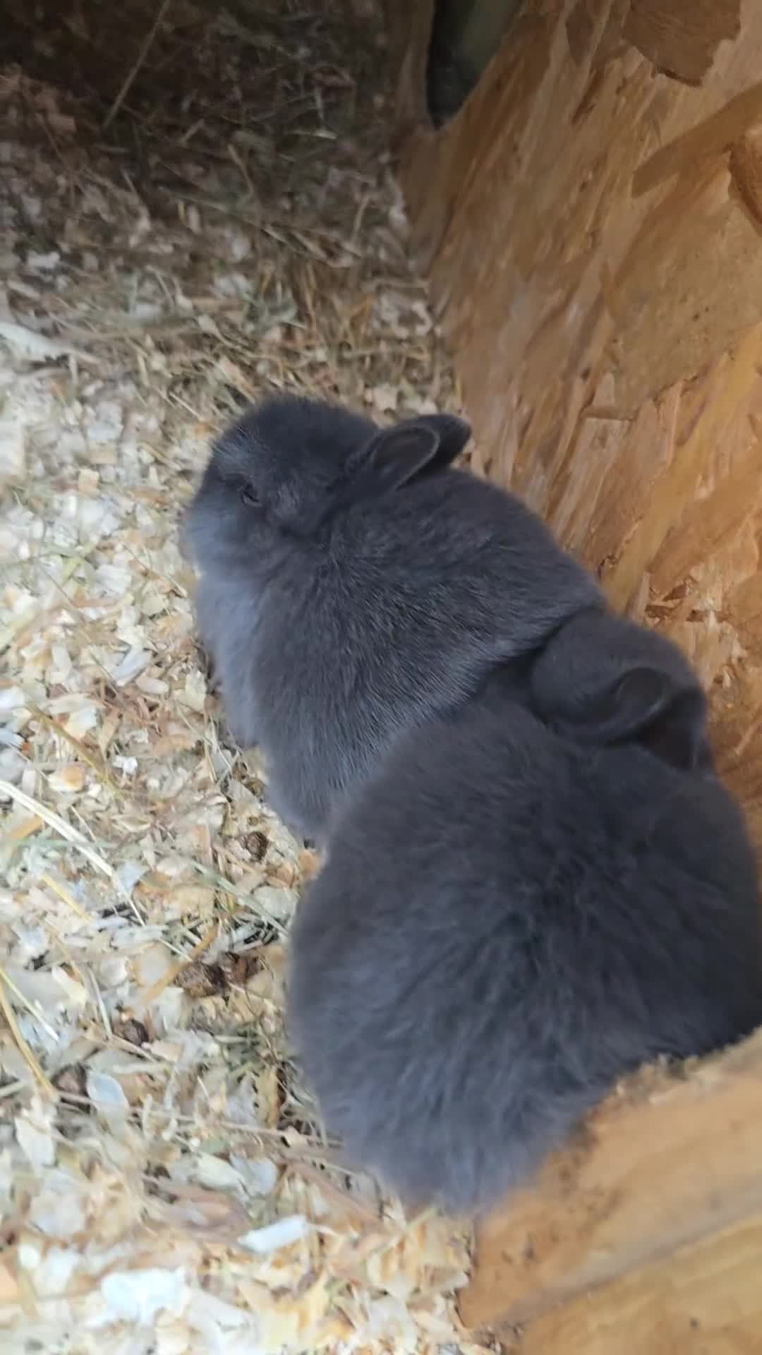 Netherland Dwarf rabbits for sale: Netherland dwarf rabbits for sale  in Leeds - Video 1