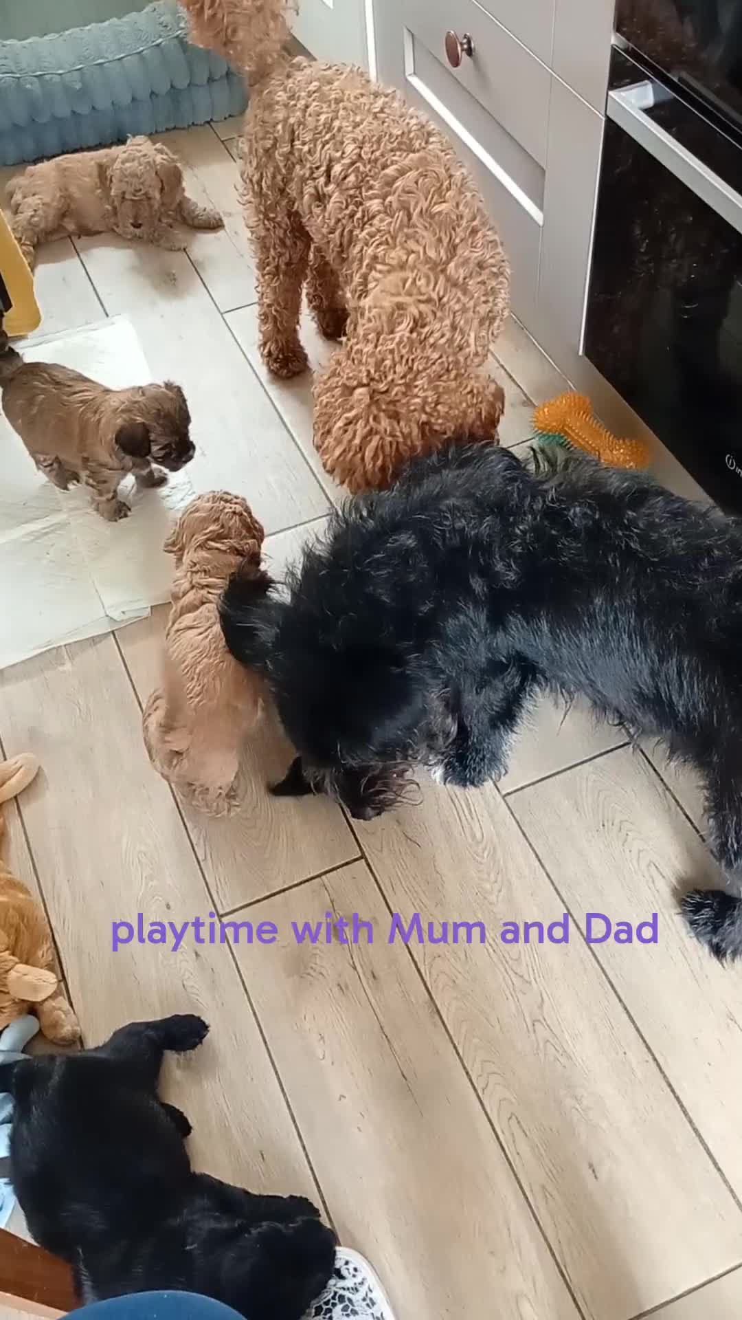 Mixed Breed dogs for sale: Corgipoo x Cockerpoo F2b - Video 2