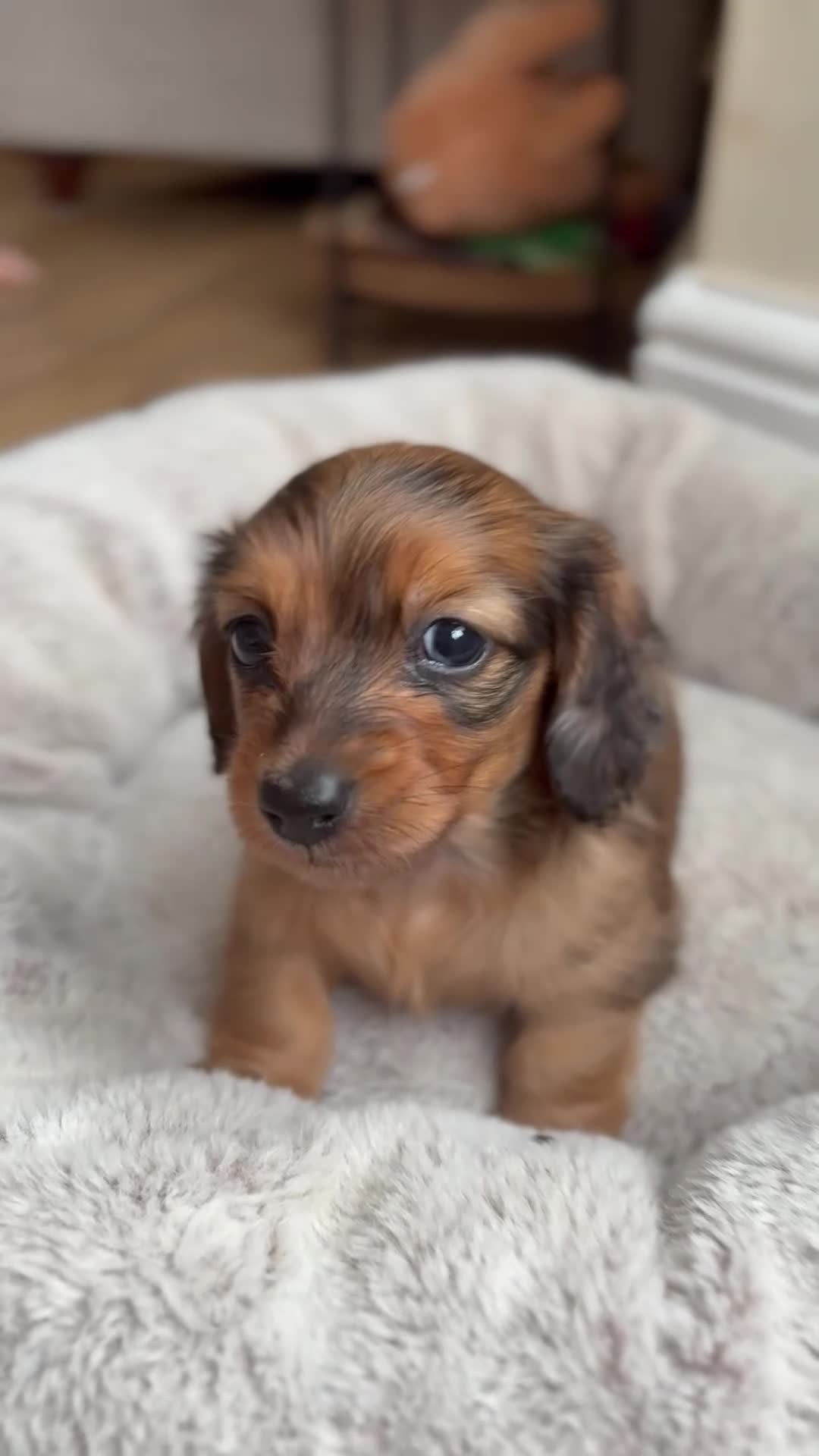 Miniature Dachshund dogs for sale: Beautiful miniature long hair dachshund  - Video 1
