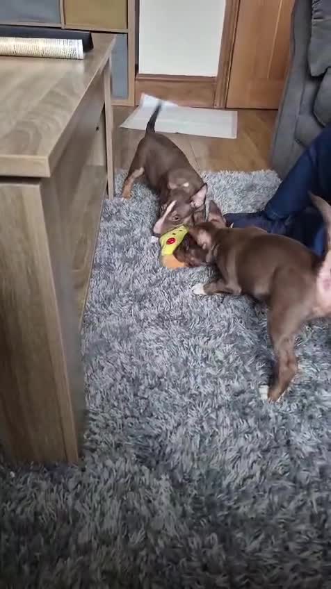 Miniature Bull terrier dogs for sale: 🐾 Exclusive Miniature Bull Terrier Puppies🐾  - Video 2