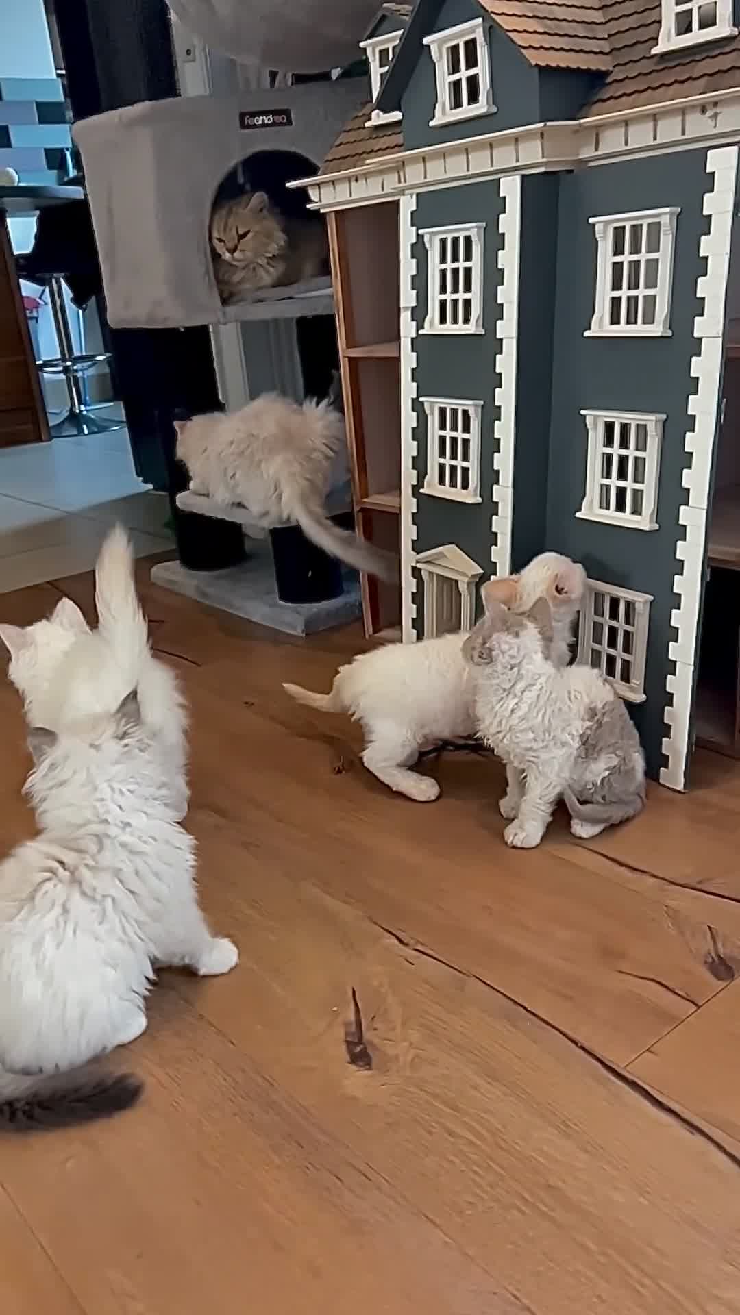 Selkirk Rex cats for sale: Gorgeous Selkirk Rex kittens - Video 3