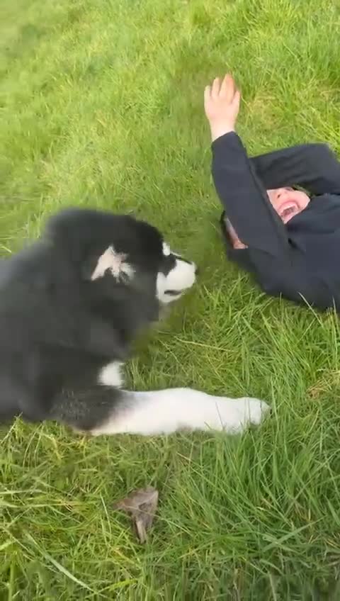 Alaskan Malamute dogs for sale: Female alasakan malamute  in West Bromwich - Video 1