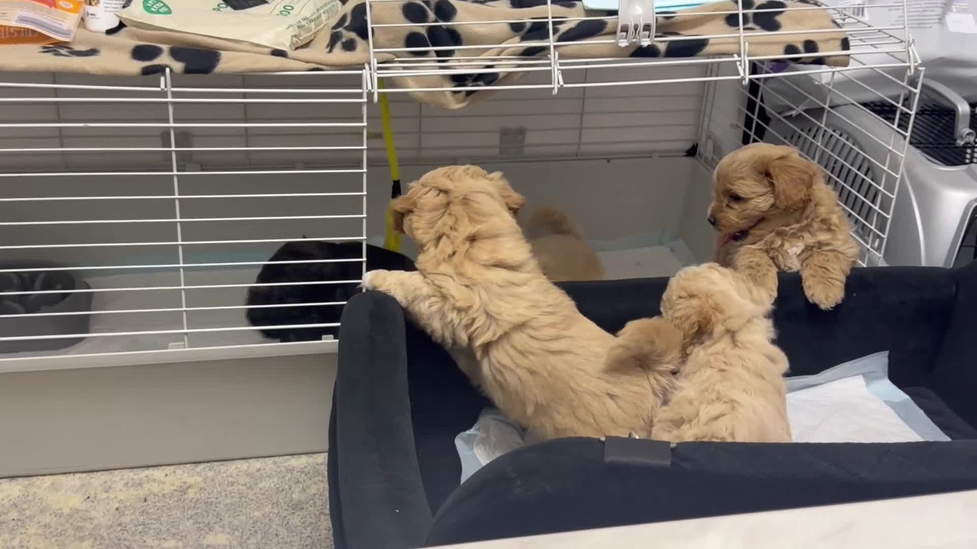 Shihpoo dogs for sale: Cute Shihpoo x Toy poodle puppies  in Stockport - Video 1