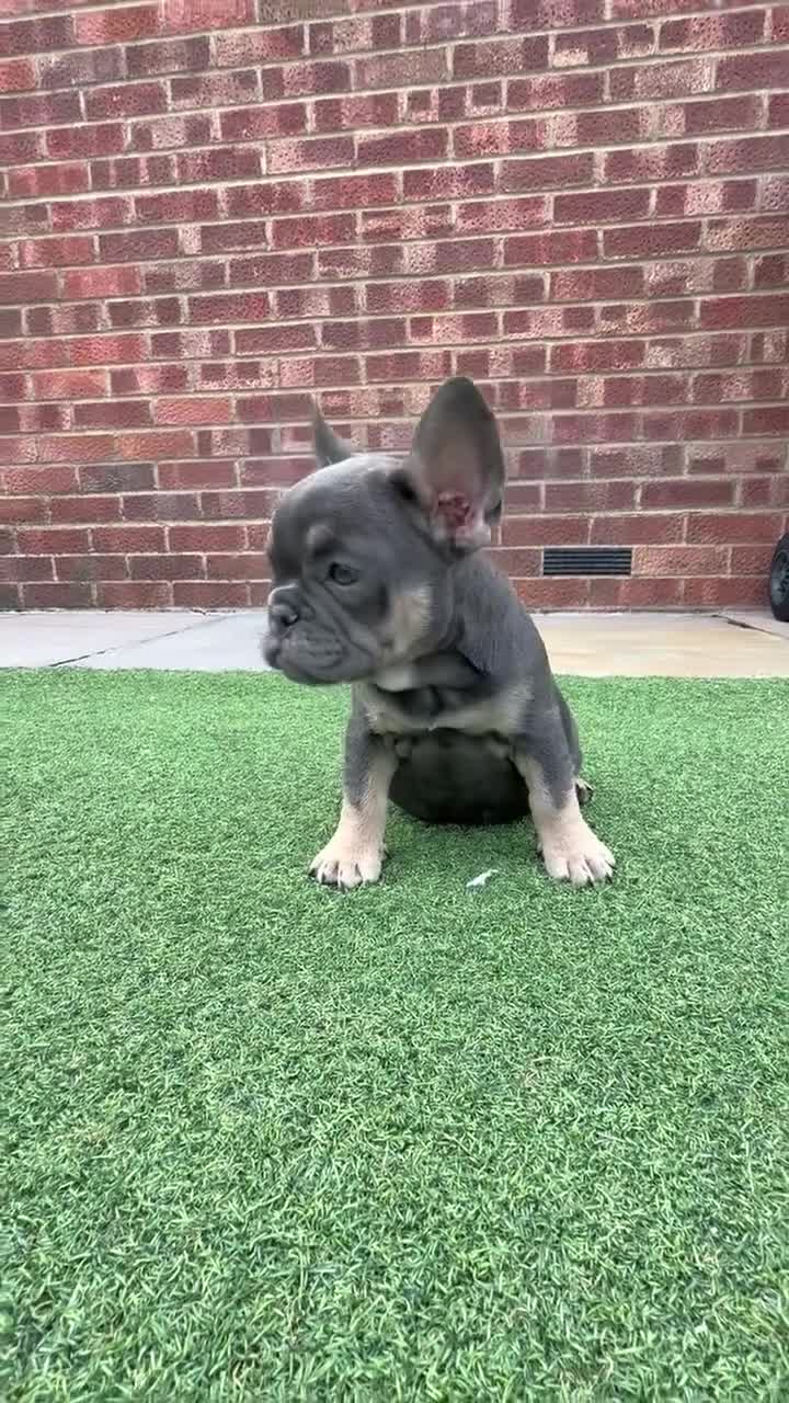 French Bulldog dogs for sale: Beautiful pups- Ready to leave 🏡 - Video 1