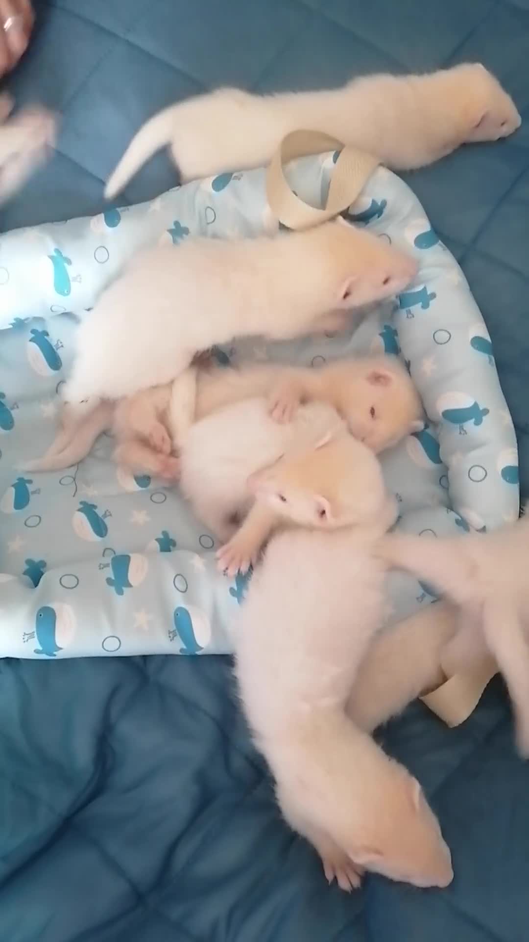 Ferret rodents for sale: Half micro ferret - Video 1