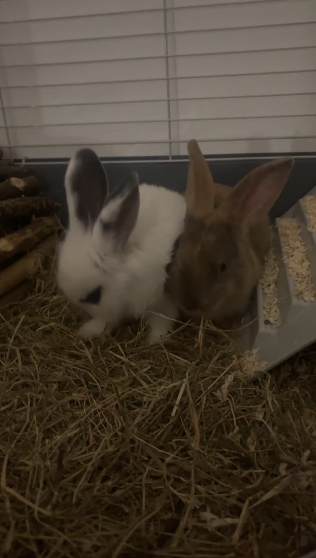 Beveren rabbits for sale: Babi and merl  - Video 2