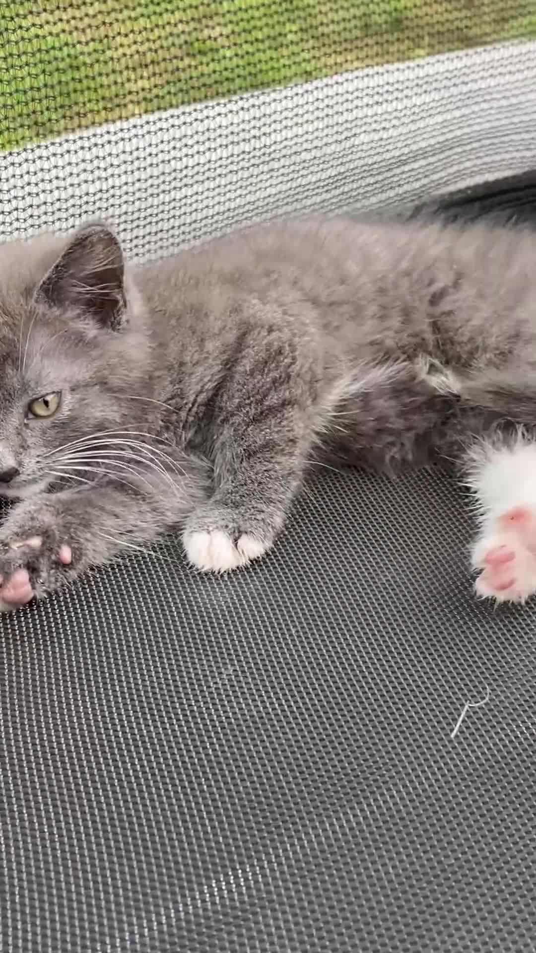 Mixed Breed cats for sale: 4 Beautiful Kittens Ready for Their Forever Homes in Manchester - Video 1