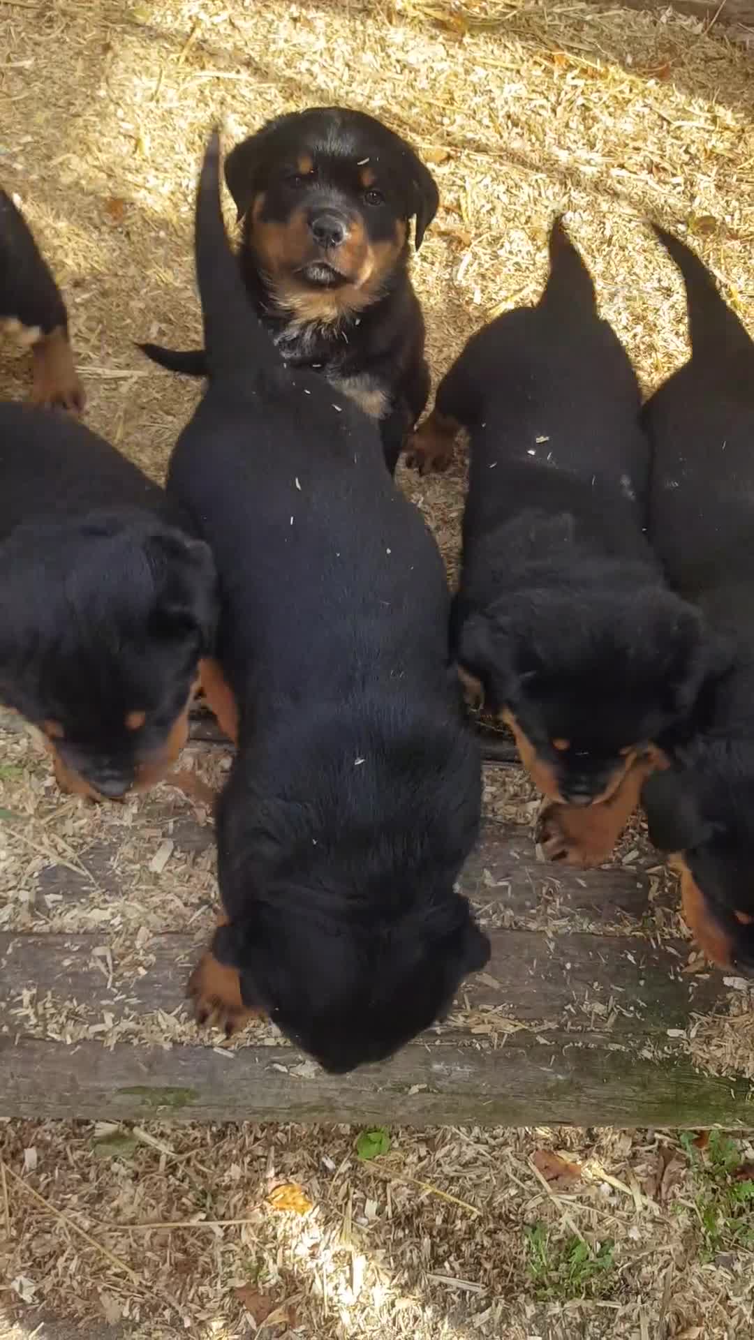 Rottweiler dogs for sale: Rottweiler pups for sale ready 8th oct pedigree   - Video 1