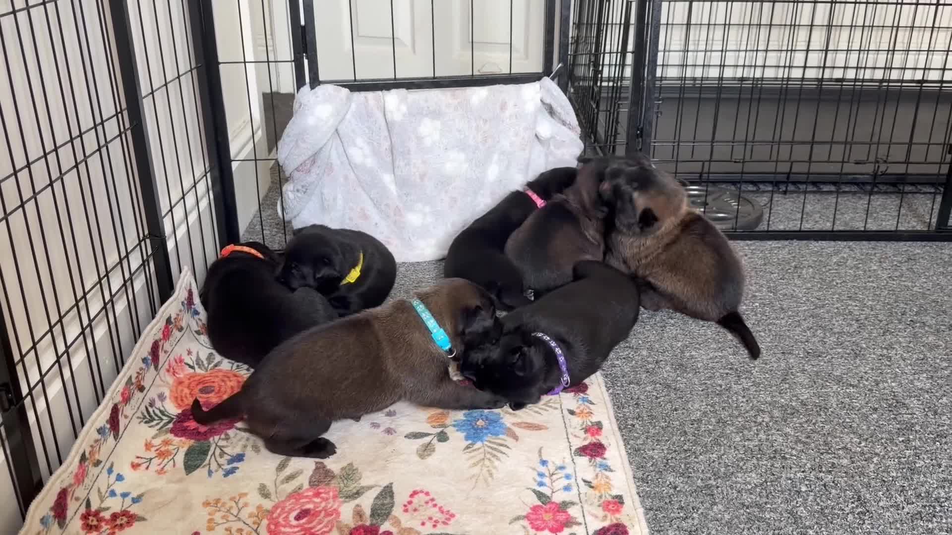 Belgian Shepherd Dog dogs for sale: Stunning Belgian Malinois Puppies  - Video 2