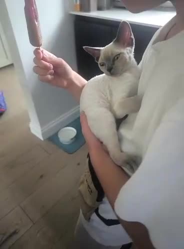 Devon Rex cats for sale: Re-homed Devon Rex point💙blue eyes💙  - Video 3