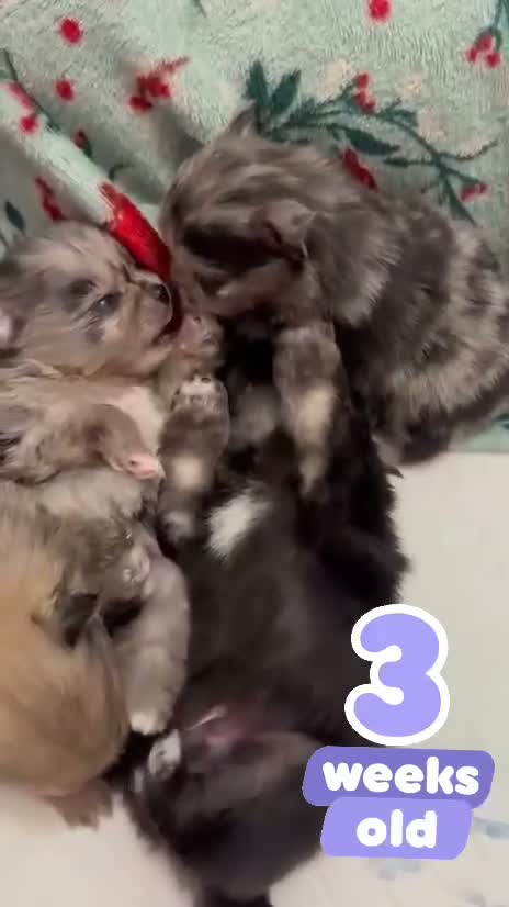 Pomeranian dogs for sale: 👀2 🐶 Left  ✨Four Mini Little Gems💎🐾🐶✨💜🧡🩶🤎 - Video 5