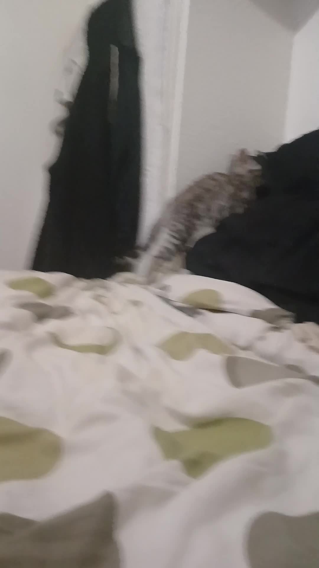 Bengal cats for sale: Bengal  - Video 1