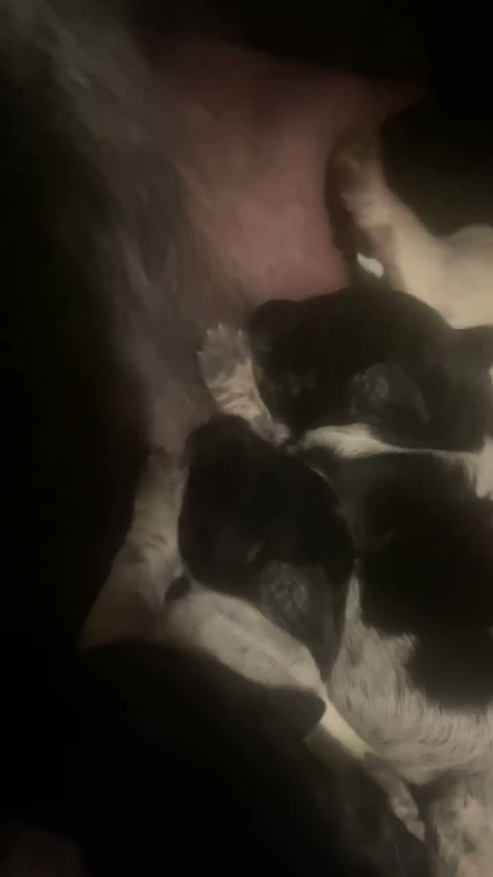 German Shorthaired Pointer dogs for sale: ❤️Gorgeous Gsp puppies ❤️🐾🐾 - Video 1
