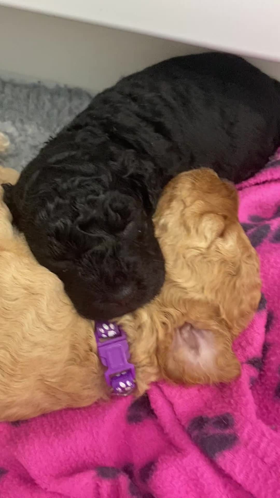 Cockapoo dogs for sale: Cockapoo Puppies for Sale - Video 1