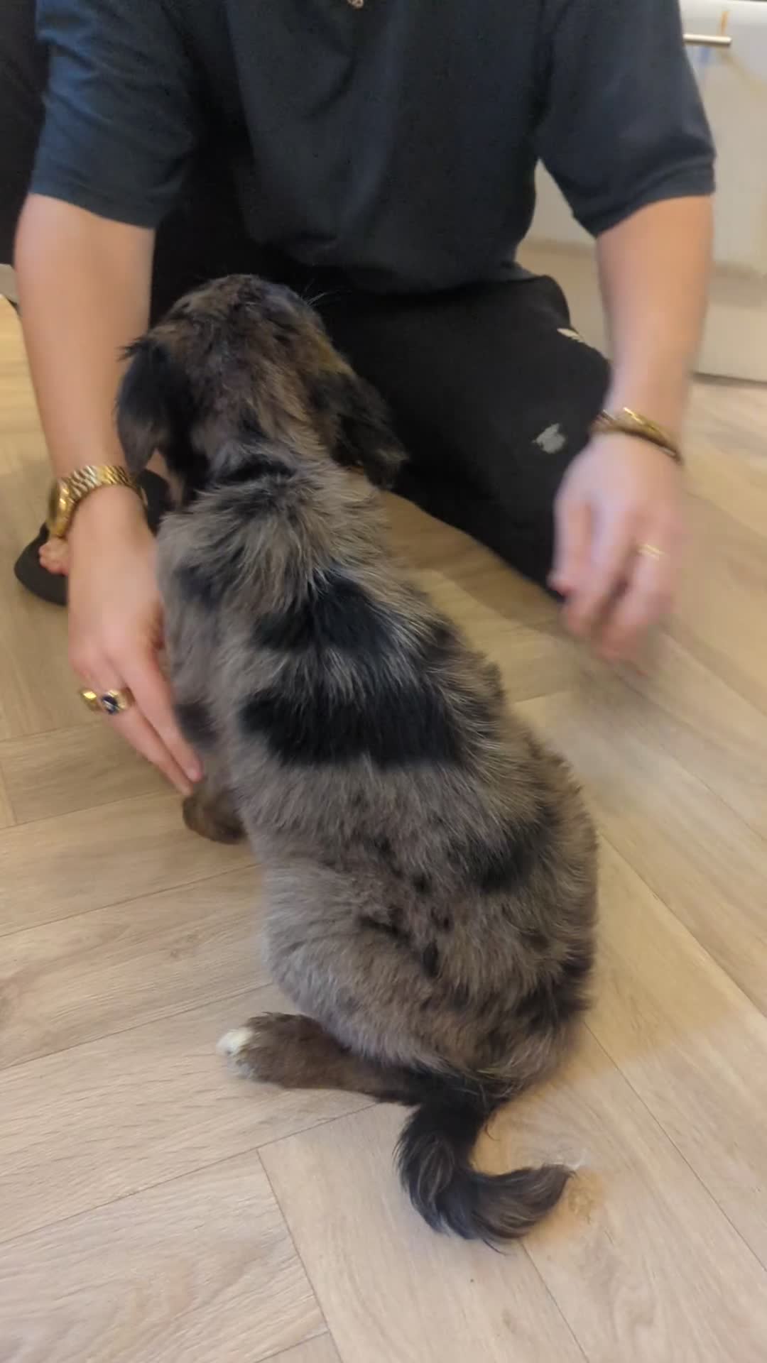 Mixed Breed dogs for sale: !!! ONE merle girl left !!! available now  - Video 1