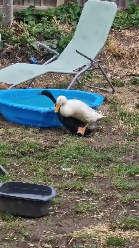 Ducks poultry for sale: Runner ducks for sale 4 months old - Video 1