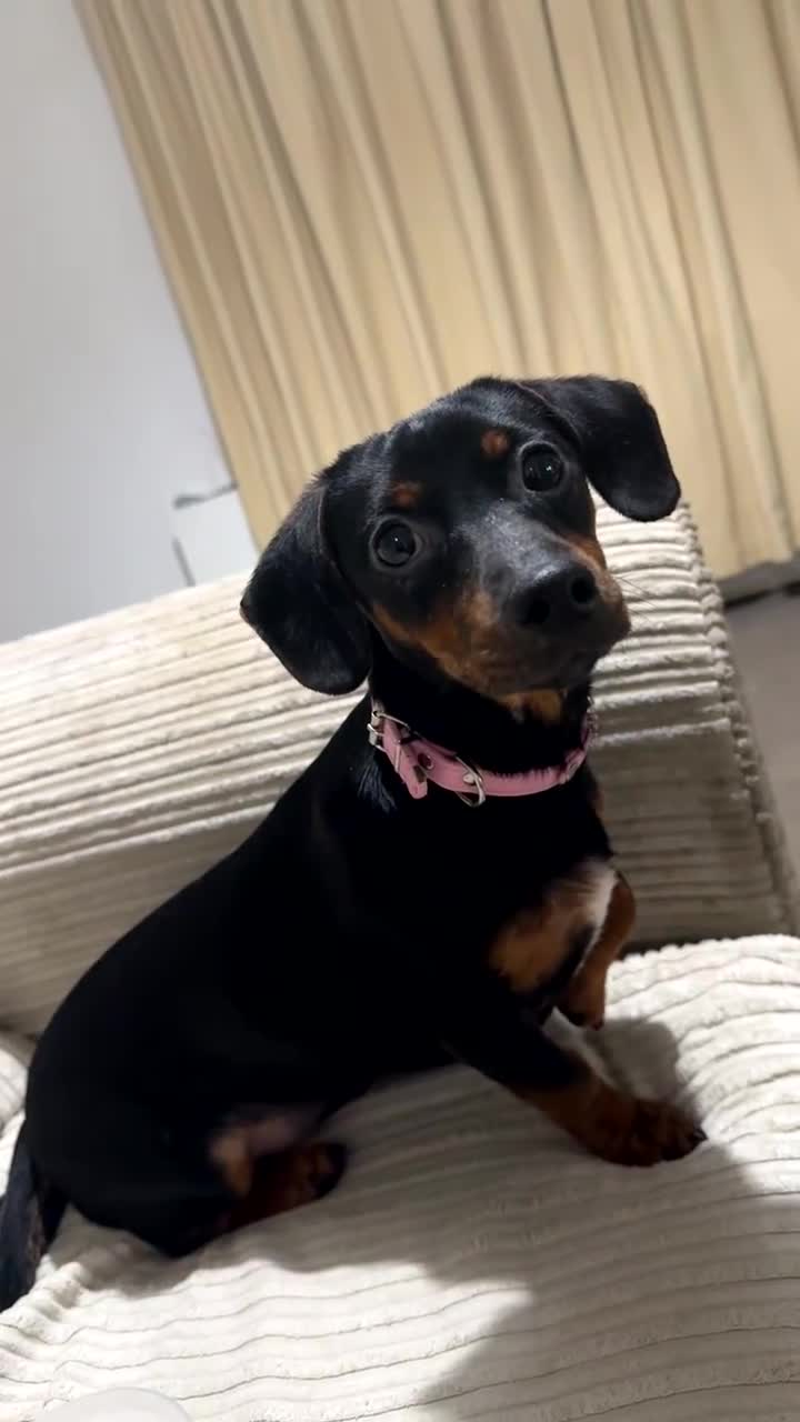 Jackshund dogs for sale: Pippa - Video 1