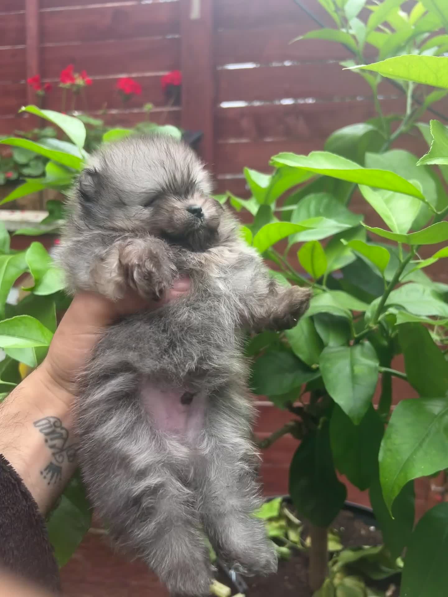 Pomeranian dogs for sale: Pomeranian toy  - Video 1
