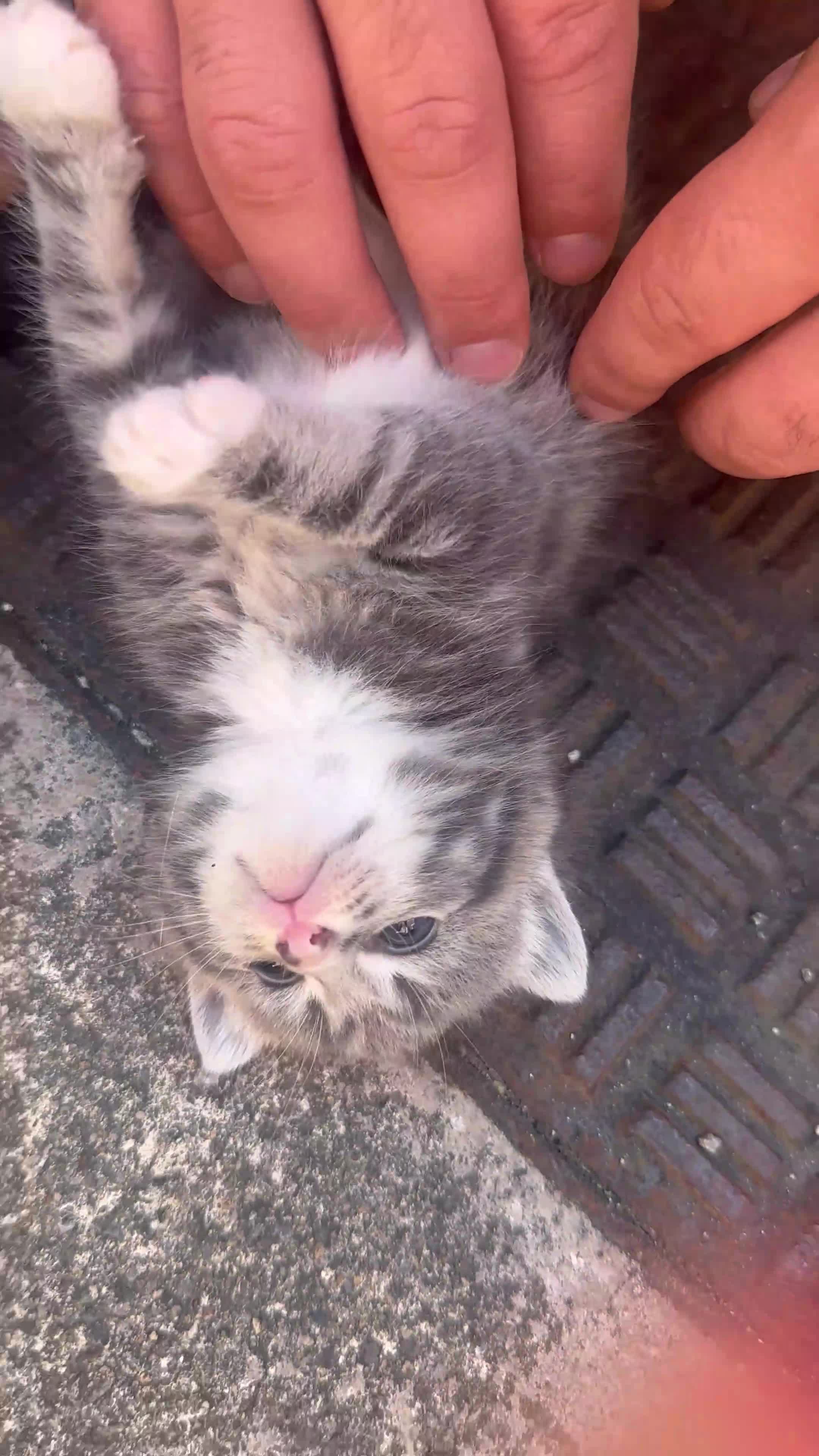 British Shorthair cats for sale: Beautiful Kittens Ready for Loving Homes - Video 1