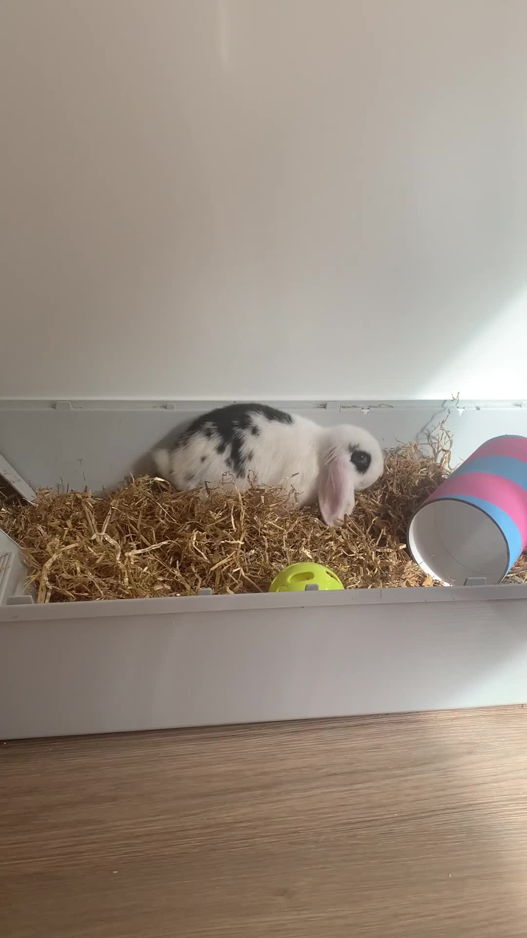 Dwarf Lop rabbits for sale: Mini lop bunny needs a forever home - Video 1