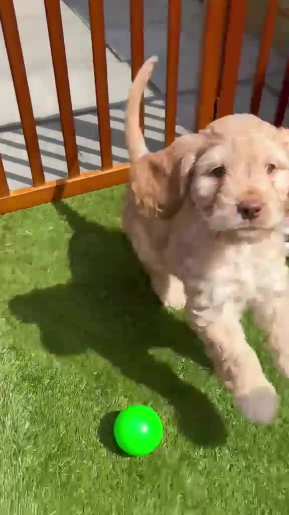 Cockapoo dogs for sale: Cockapoo puppies (F2) for sale - Video 1