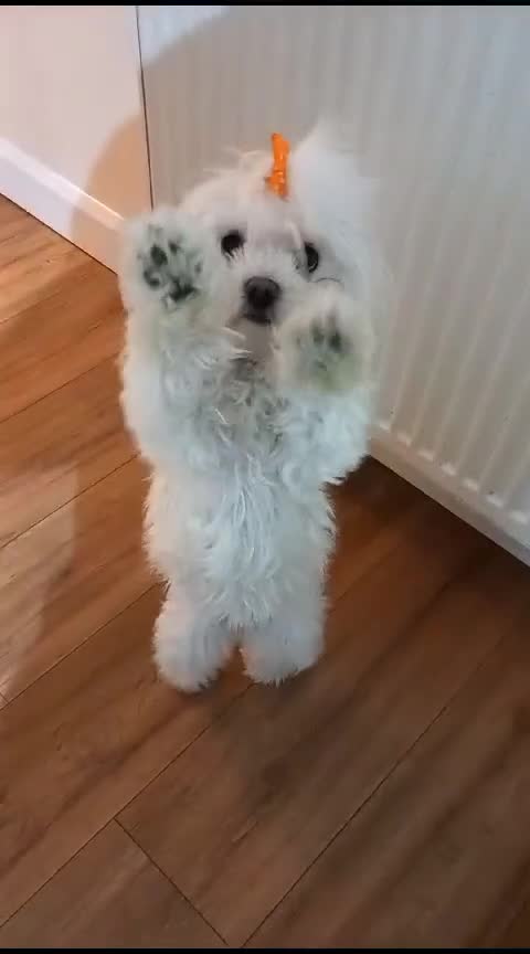 Maltipoo dogs for sale: Beautiful Maltipoo Pups - Video 1