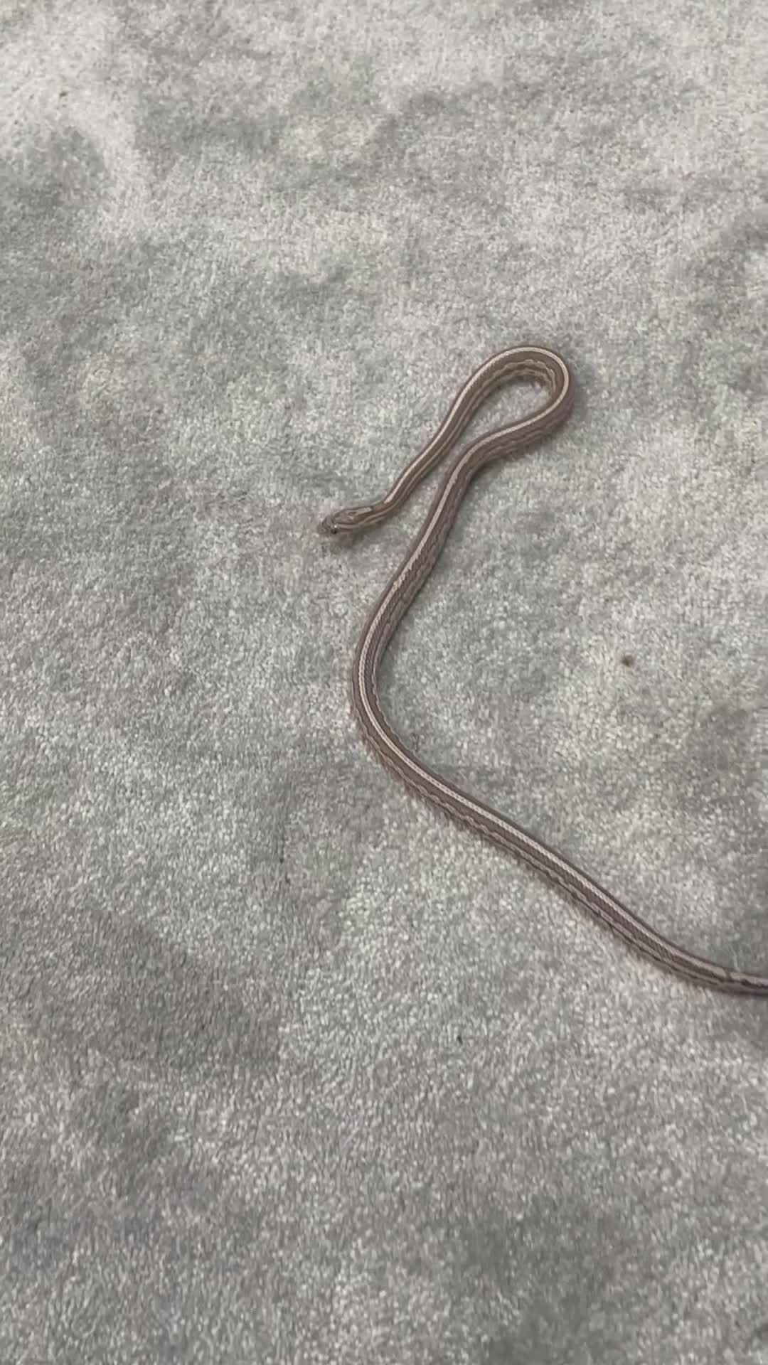 Corn Snake reptiles for sale: 1 Year old Male Corn Snake with Full Set Up - Video 2