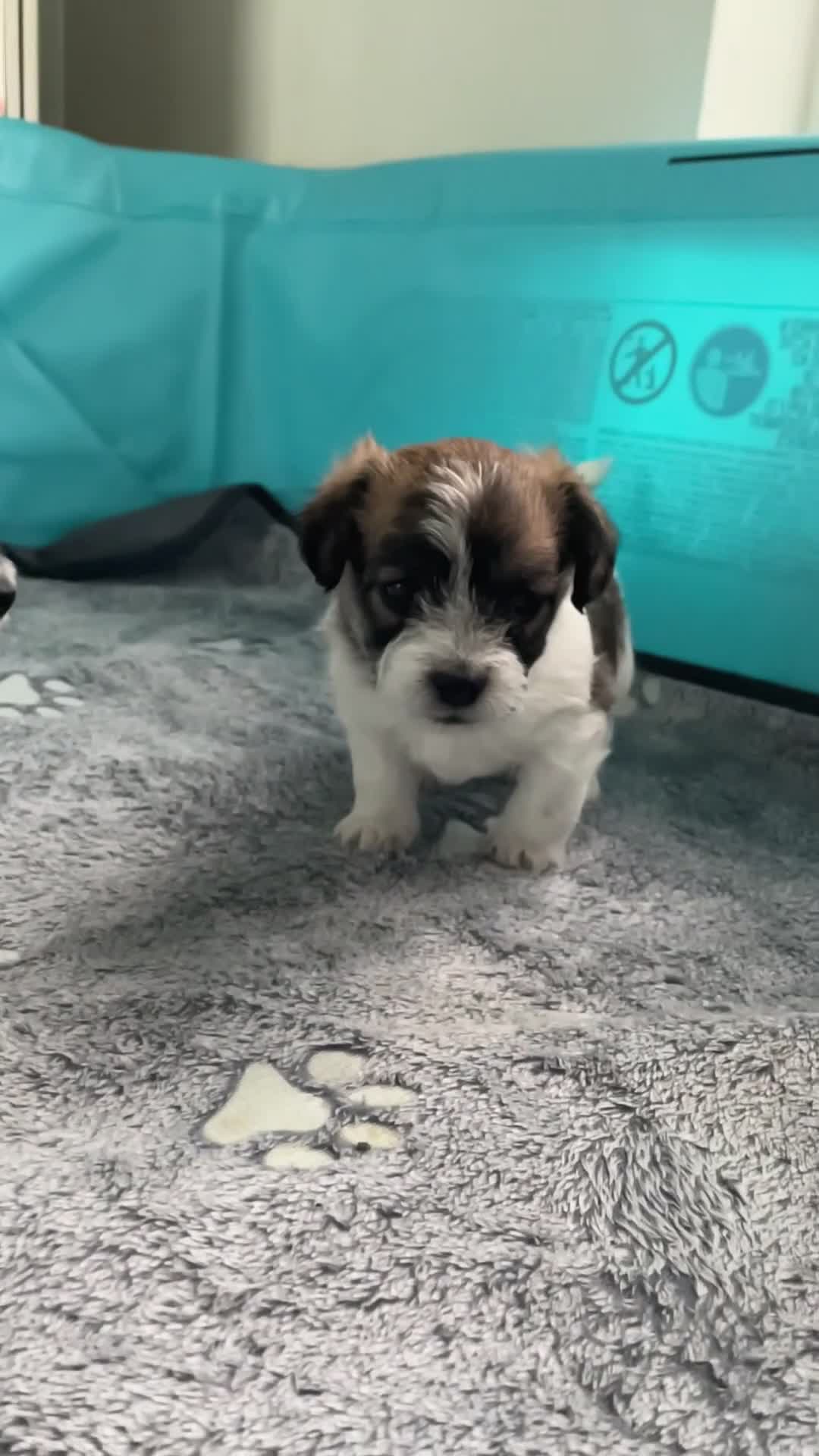 Maltipoo dogs for sale: Beautiful Litter of Four Puppies - Video 1