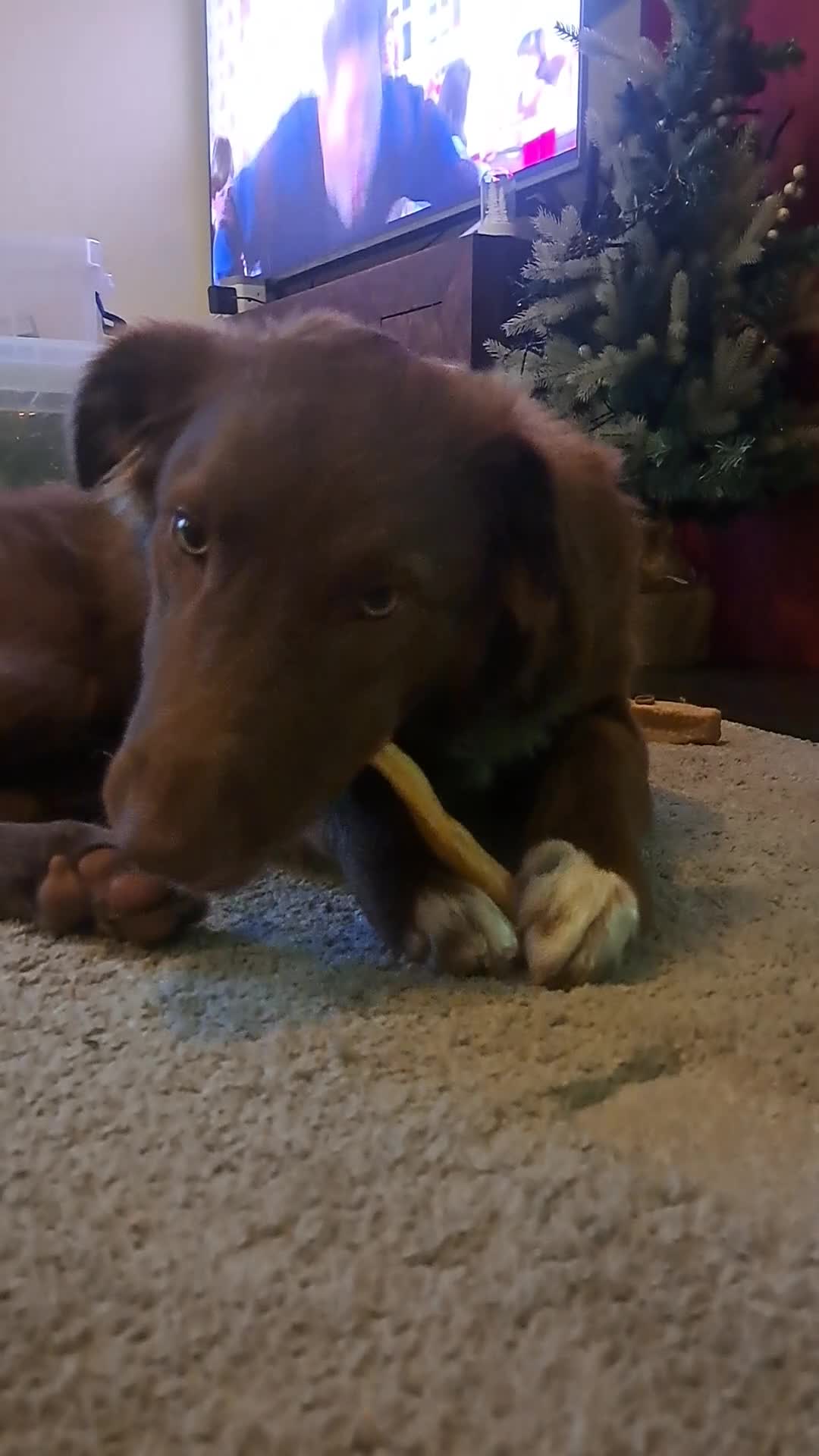 Border Collie dogs for sale: 6 month brown border collie - Video 2