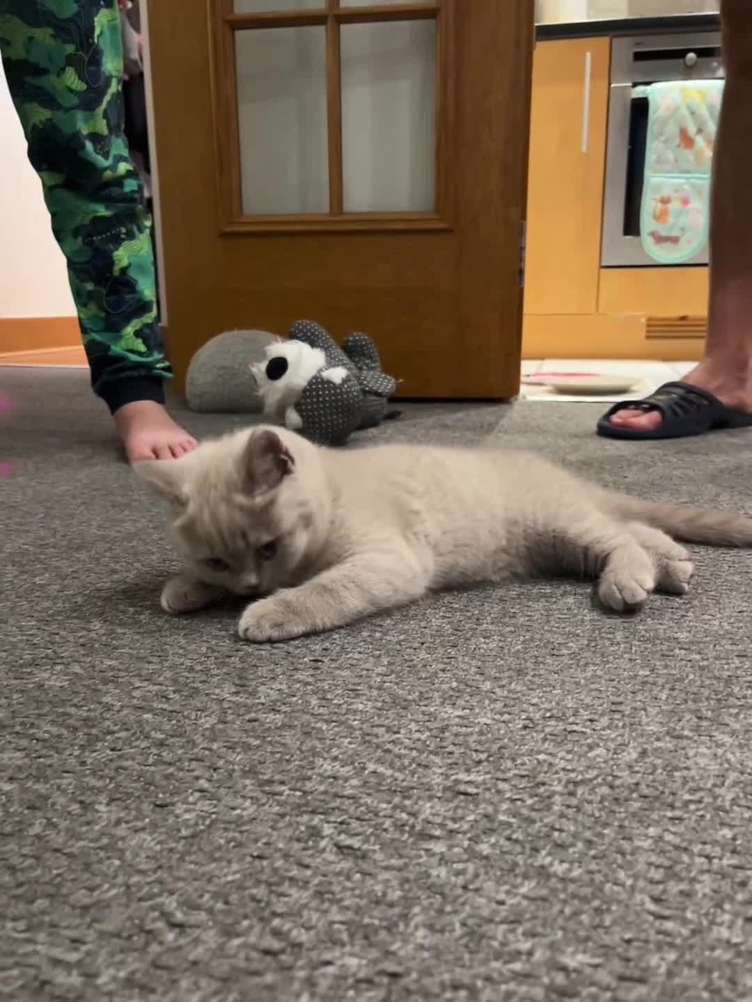 British Shorthair cats for sale: 💜GCCF BSH Kitten🩷 - Video 3