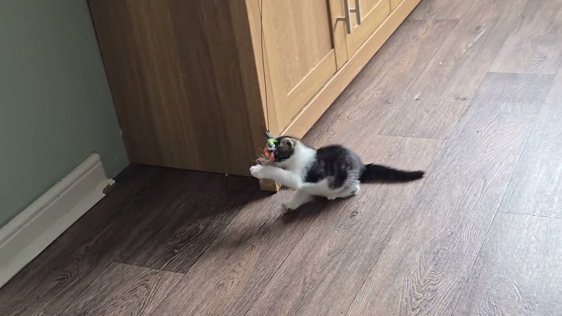Mixed Breed cats for sale: Two Very Special Kittens Looking  Forever Homes - Video 1