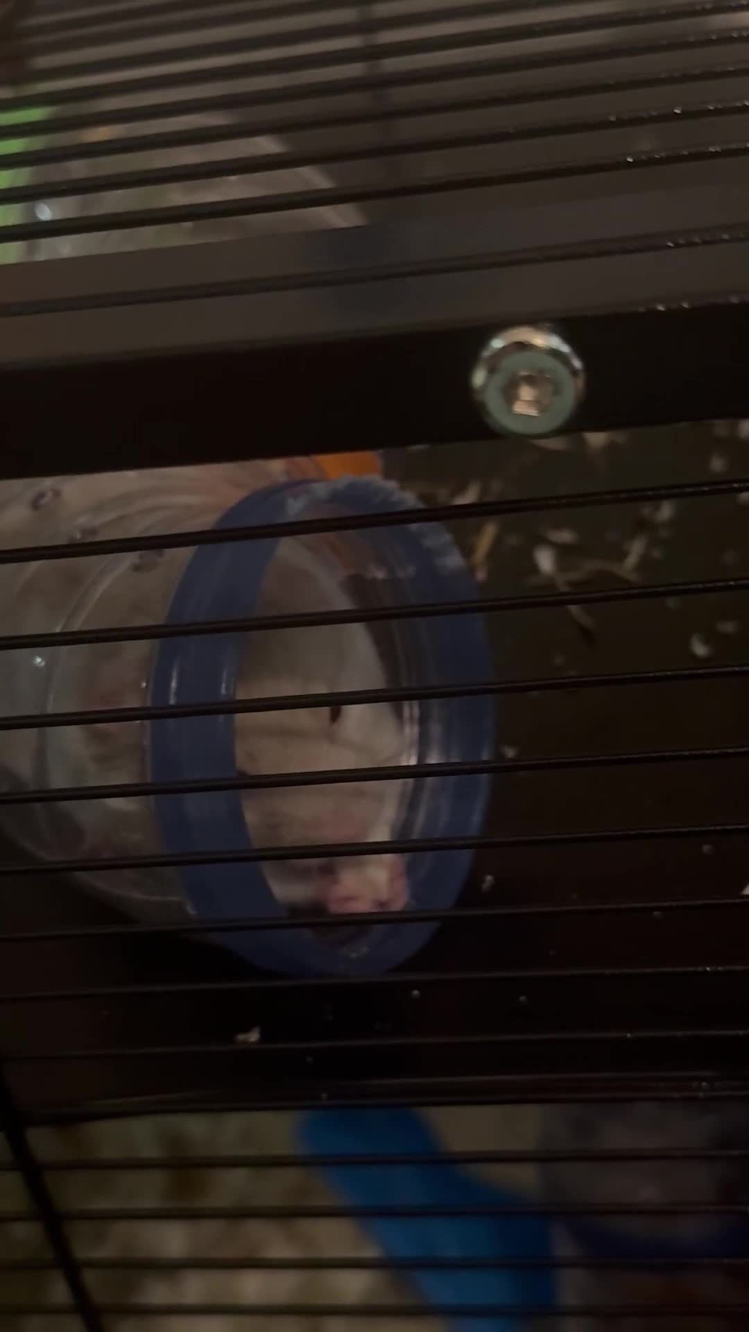 Hamster rodents for sale: Beige and white hamster including cage - Video 1