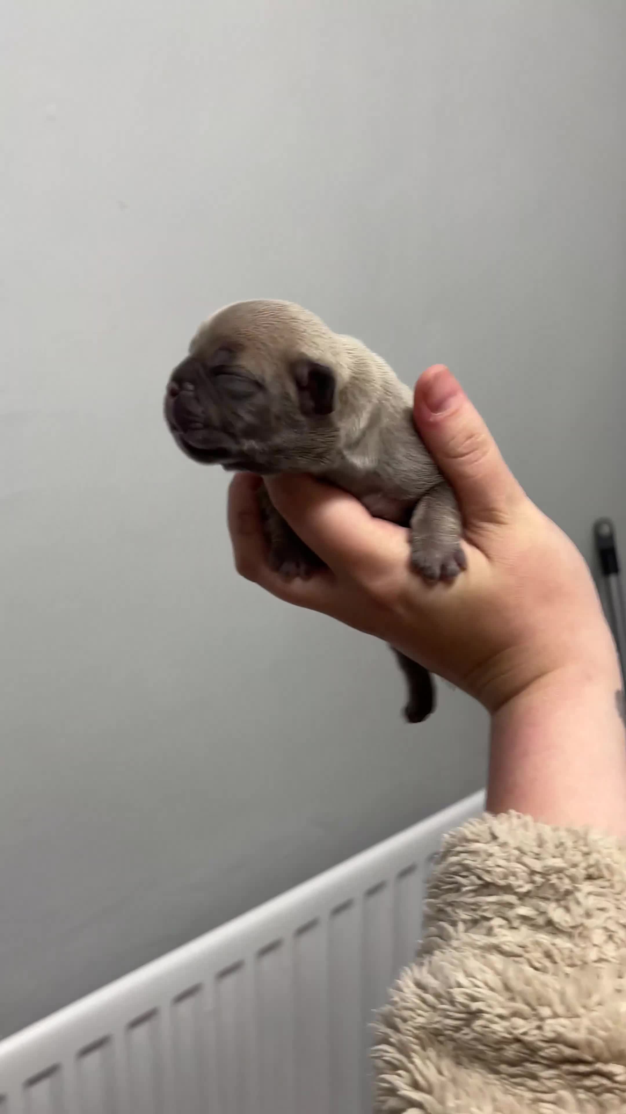 Mixed Breed dogs for sale: Dual pregnancy  - Video 2