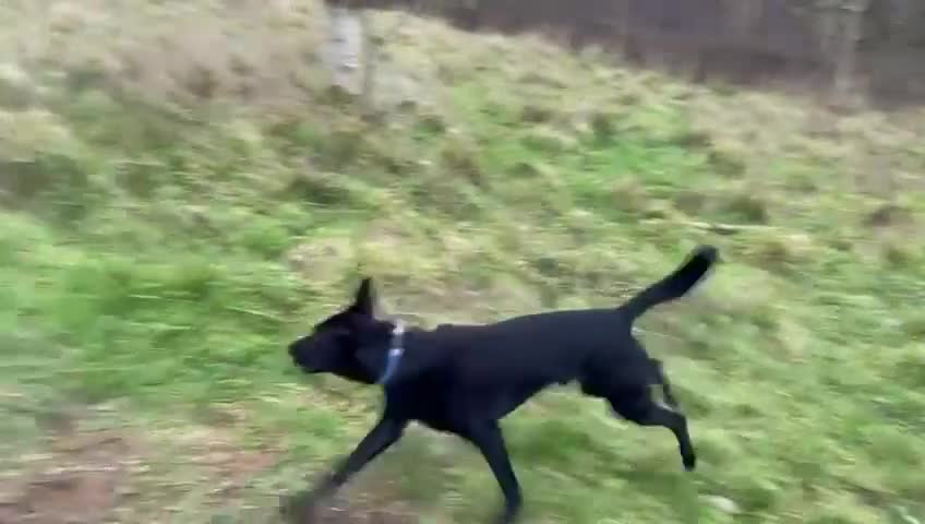 Mixed Breed dogs for adoption: Pango needs a forever home - Video 3