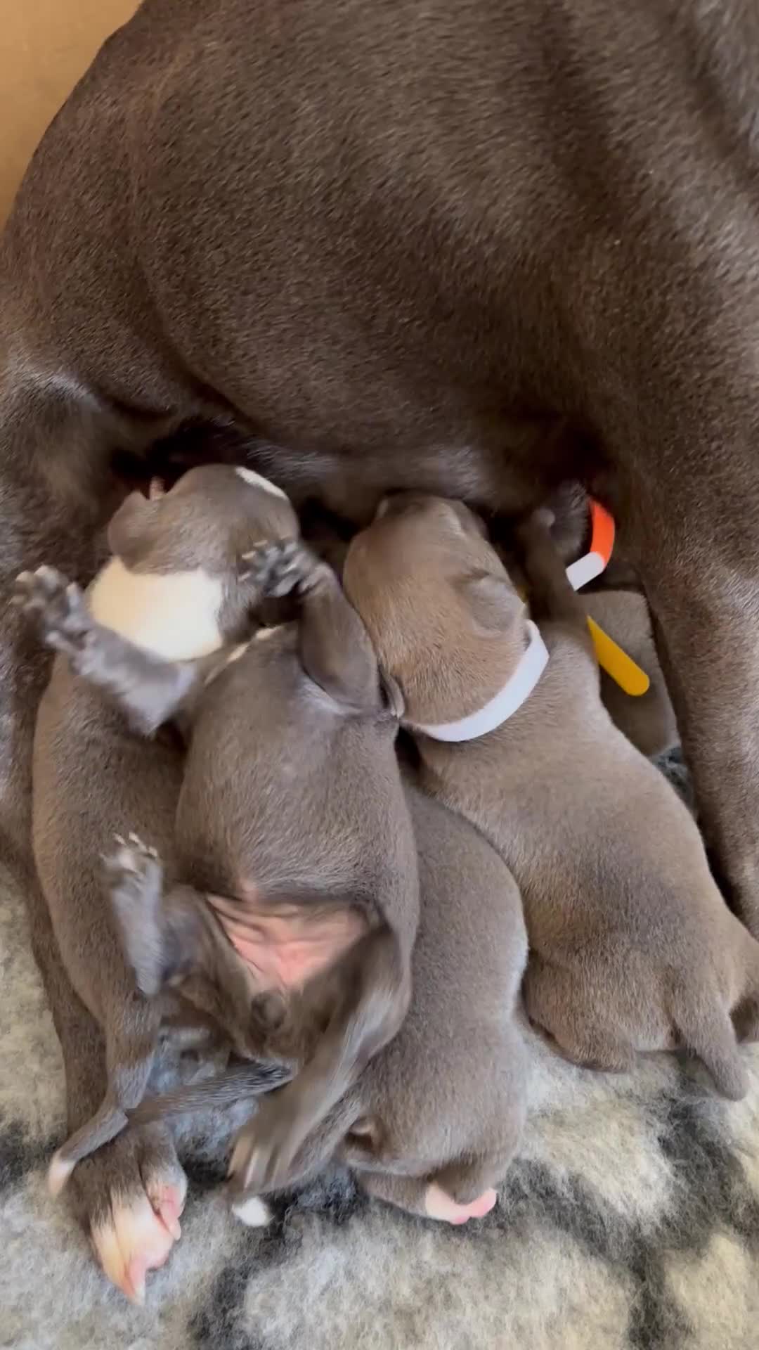 Staffordshire Bull Terrier dogs for sale: Staffordshire Bull Terrier pups x2 beautiful girls - Video 3